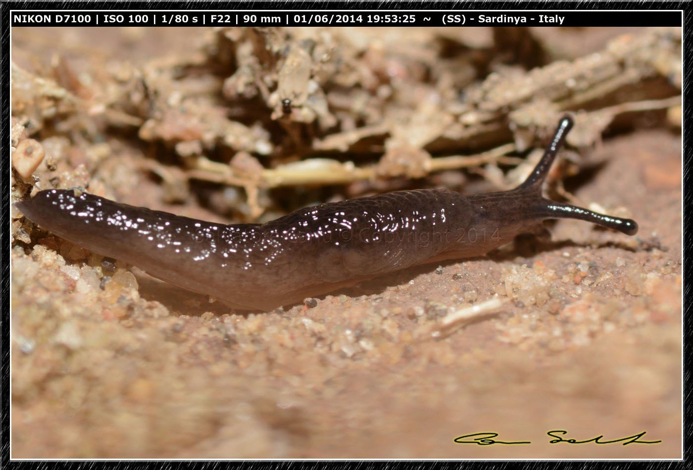 Ricerca Limax in Sardegna